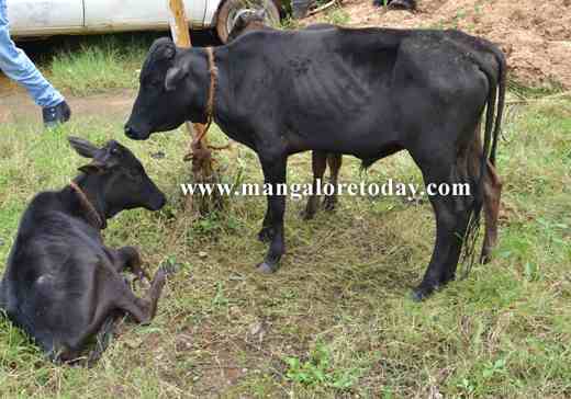 illegal cattle 3